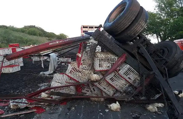 Un camión que iba al frigorífico volcó en Ruta 20