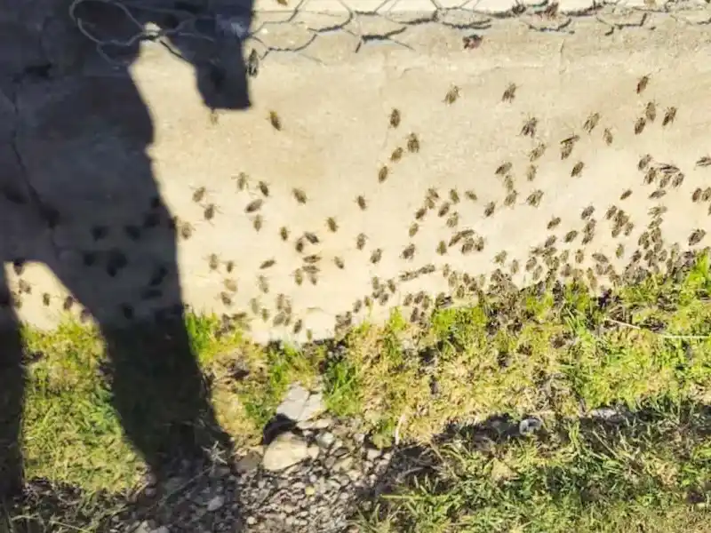 La tucura sapo arrasó un campo de más de 100 años