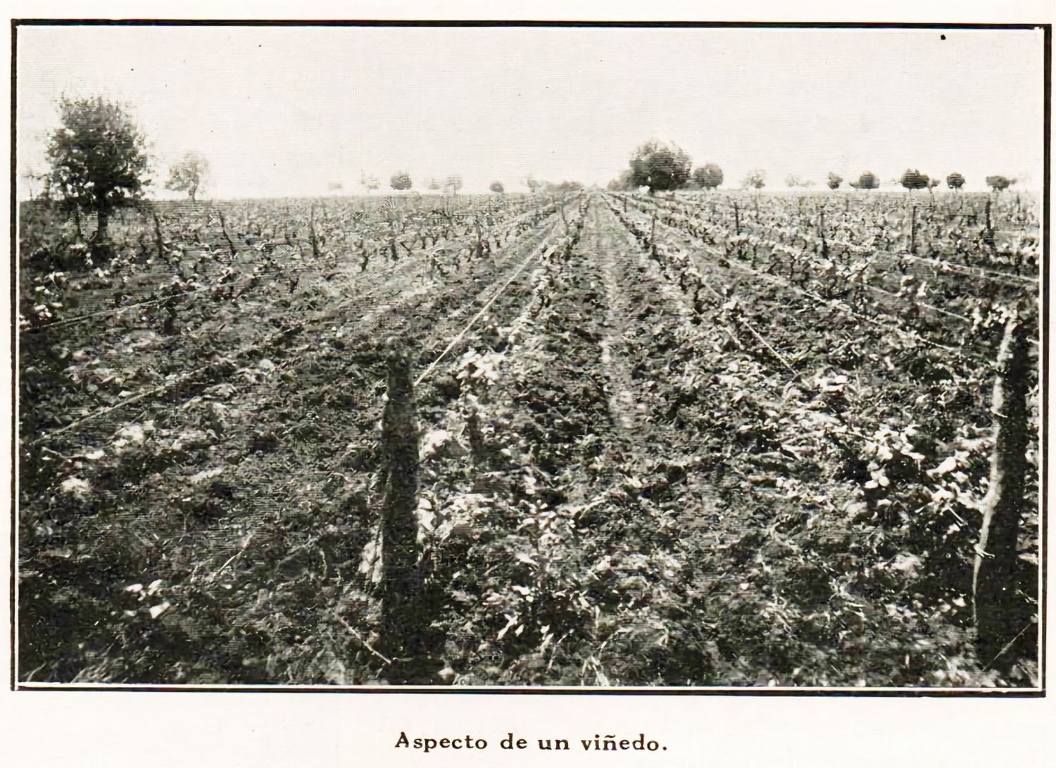 Los primeros viñedos del litoral