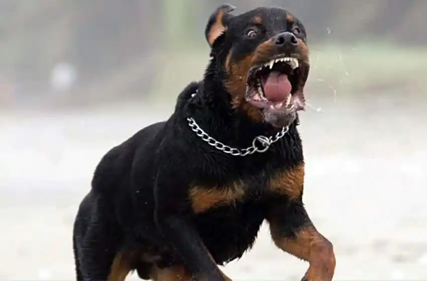 Rottweiler atacó a una niña de 5 años: sufrió múltiples fracturas y hundimiento de cráneo