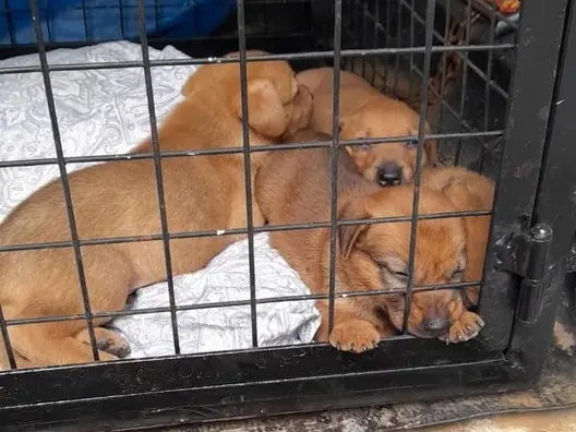 Nueve cachorros fueron rescatados en la zona sudoeste