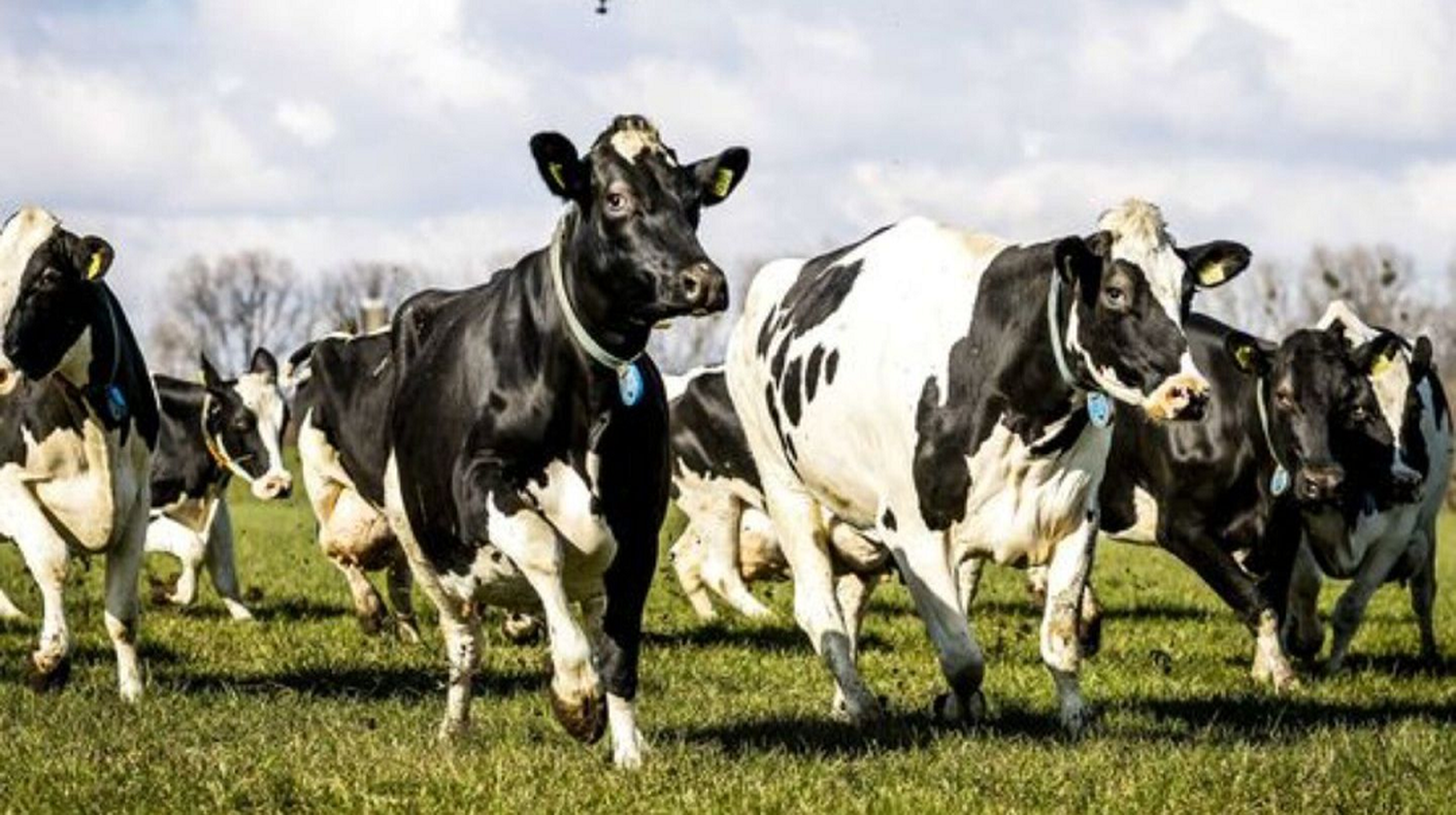 Nueva Zelanda quiere poner un impuesto a los eructos de vacas y ovejas