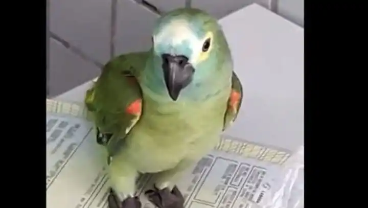 Detuvieron a un “loro narco” que le avisaba a sus dueños cuando llegaba la Policía