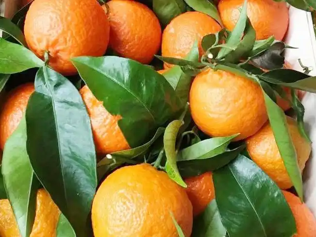 Capacitación sobre la importancia de evitar la comercialización de citrus con hojas