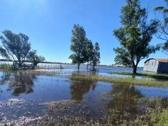 Avance del agua en Daireaux: vecinos de La Copeta alertan por una situación "cada vez más complicada"