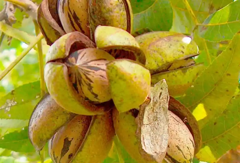 Nuez pecán: Entre Ríos concentra más de la mitad de la producción nacional