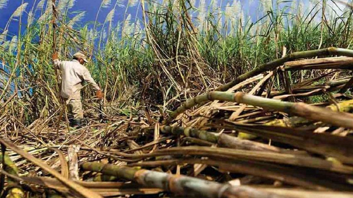 AUMENTAN CULTIVOS y PRODUCCIÓN de varios rubros alimenticios: te decimos cuáles son