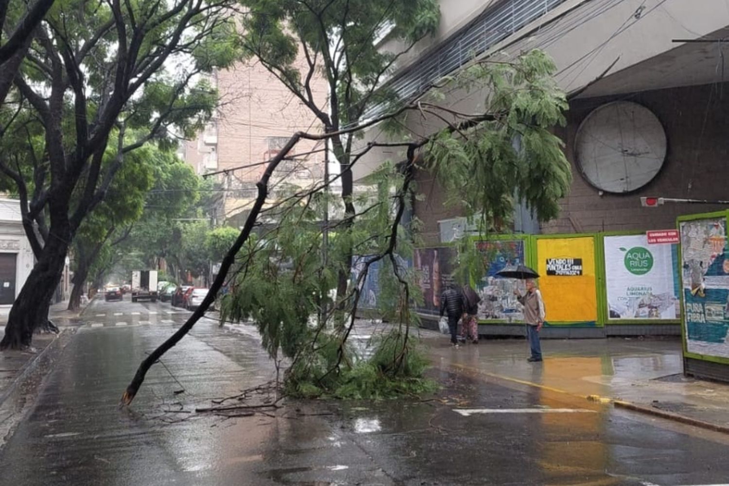 Tormenta en Rosario: la caída de una rama interrumpió el tránsito en el centro