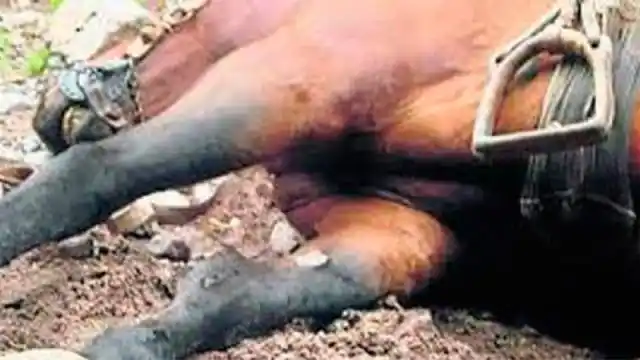 Trágico hecho: Niño iba a cabalgar y murió aplastado por el equino