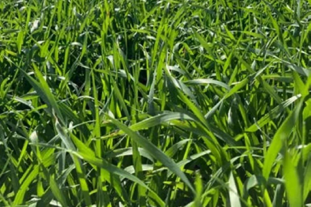 El cultivo avanza en pleno macollaje, con un promedio de 2,5 macollos por planta en lotes de alta densidad.