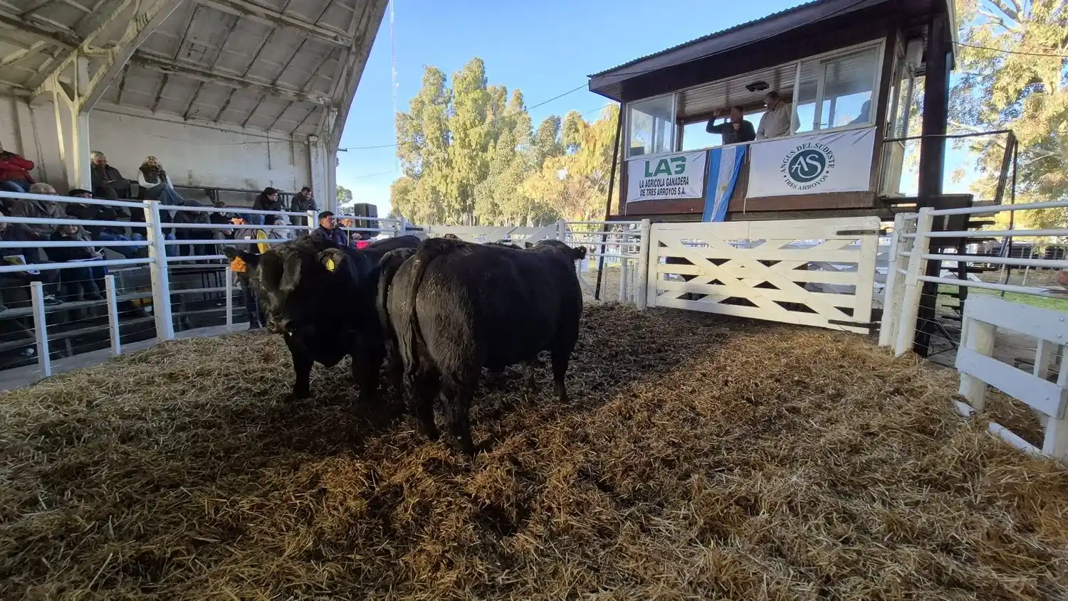 Angus del Sudeste pone cuarta en La Rural