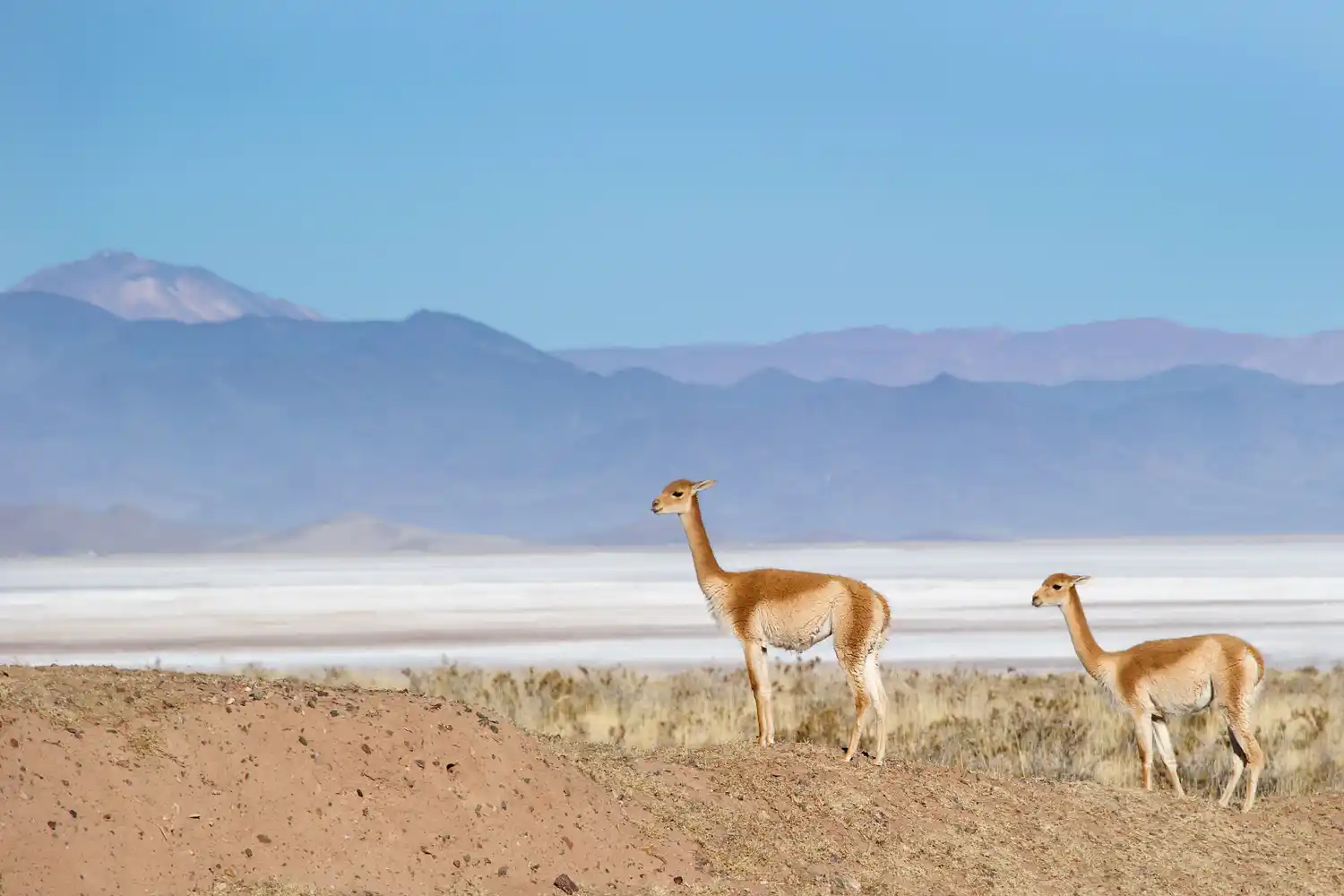 En los salares de la Puna salteña, la naturaleza convive con uno de los yacimientos de litio más codiciados del planeta