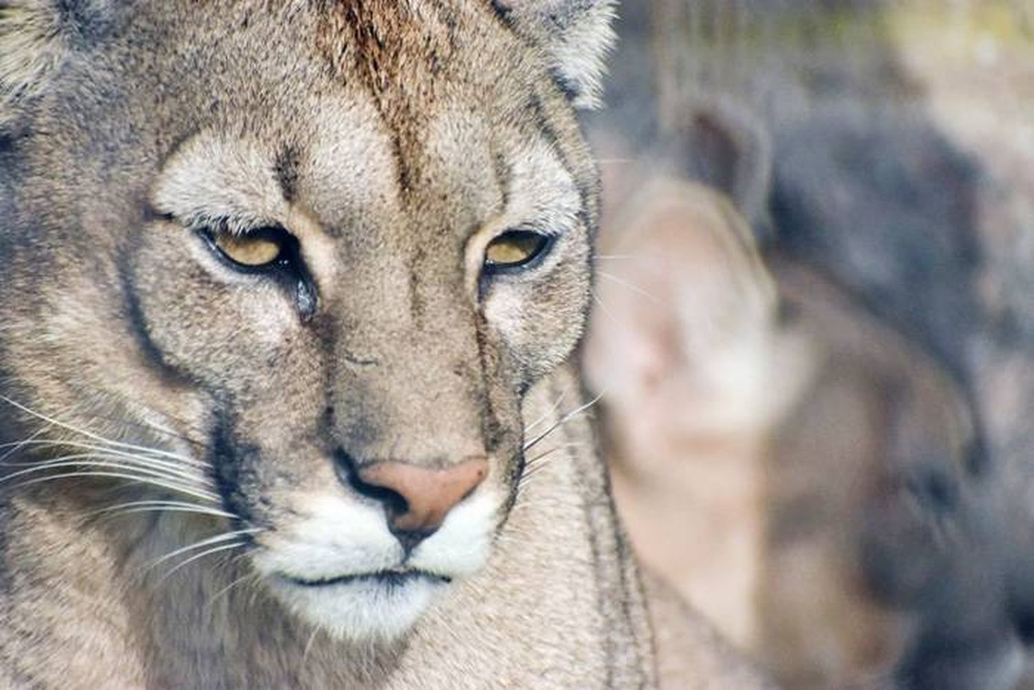 30 de agosto  Día Internacional del Puma