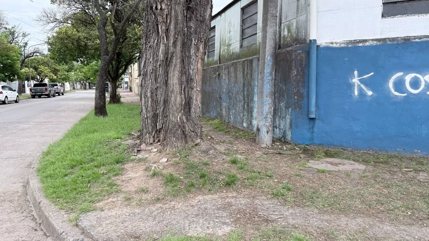 arbol