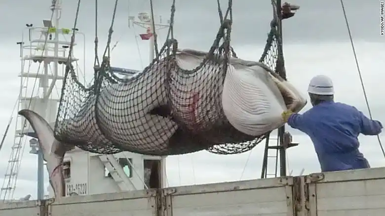 Cazadores japoneses matan a más de 120 ballenas preñadas