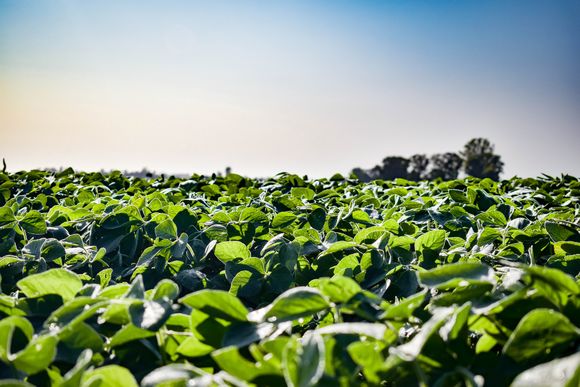 Nutrir la gruesa tras perder la fina