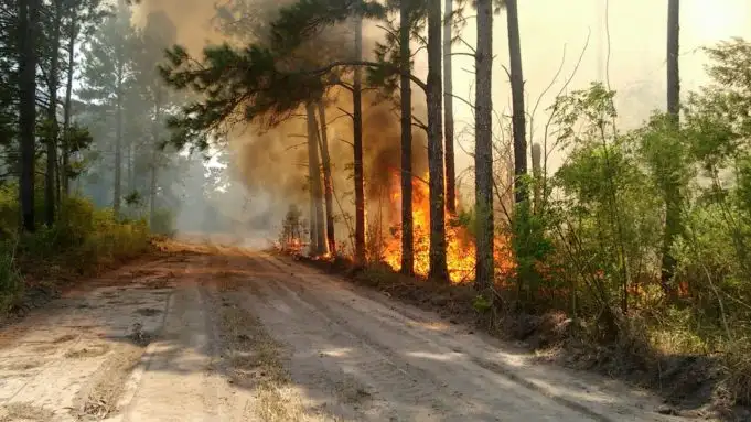 Se incendió el vivero municipal de Reconquista