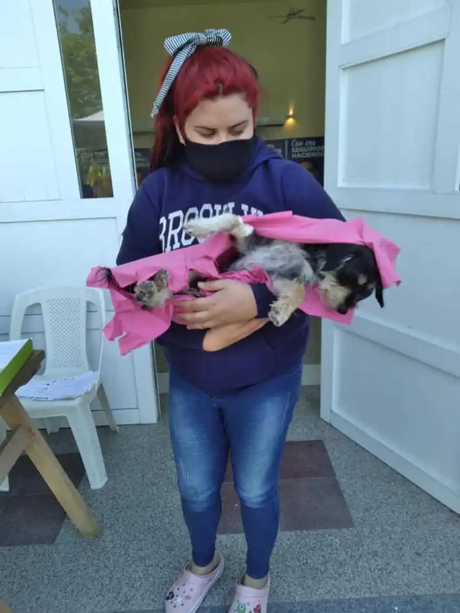 Prosiguen los operativos de castraciones,
desparasitación y atención a animales