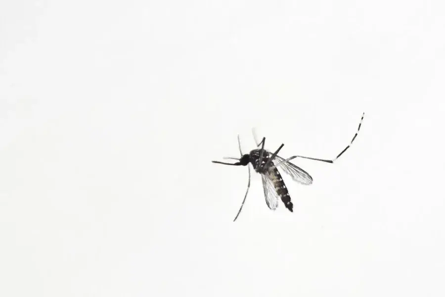 Misterio develado: ¿Por qué los mosquitos pican mucho más a unos que a otros?