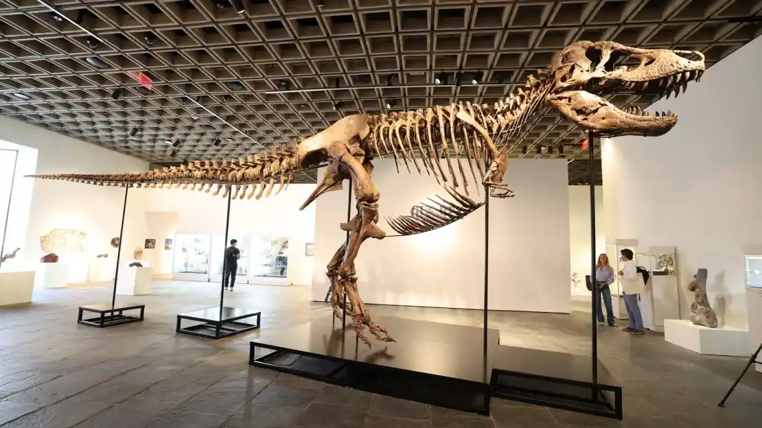 Gus, el Tiranosaurios rex subastado.
