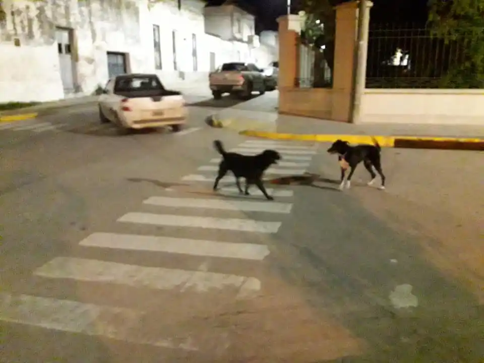 ¿Qué haremos con el perrerío?