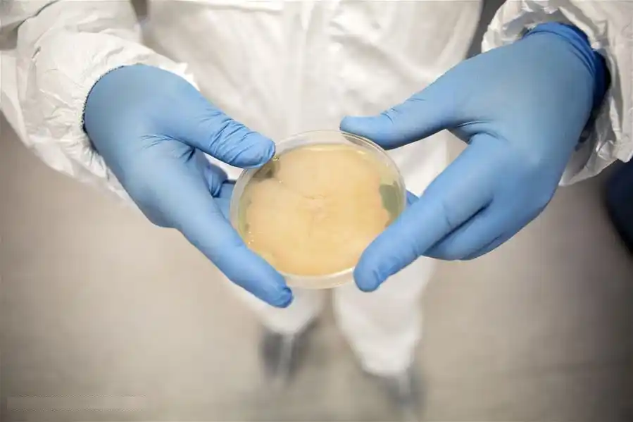 Desarrollan en el país un hongo con mejor proteína que la carne