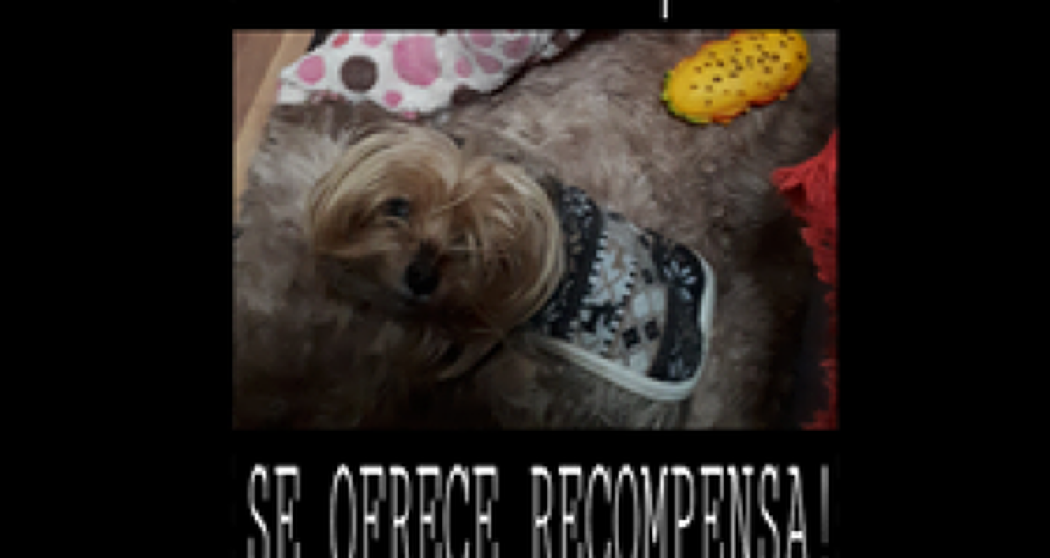 Perrita extraviada