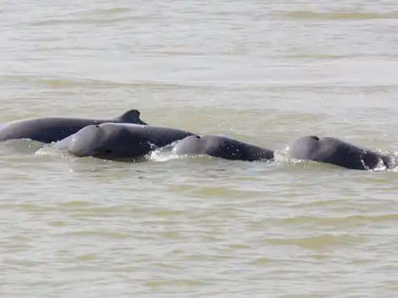 ESPECTÁCULO NATURAL: Más de 100 delfines del río Mekong en Camboya