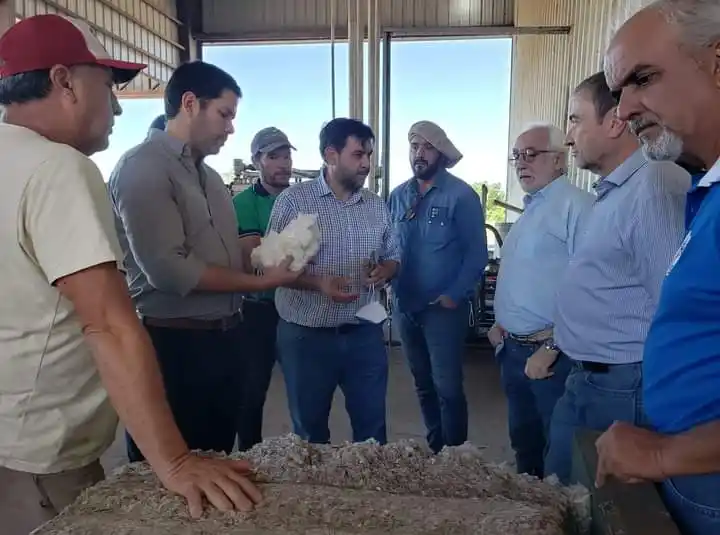 El Gobierno fijó los precios de referencia para el algodón