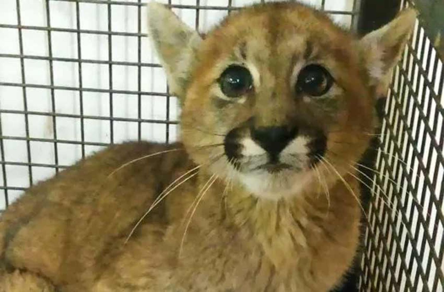 Paseaba a su perro en el pueblo y se encontró con un puma cachorro