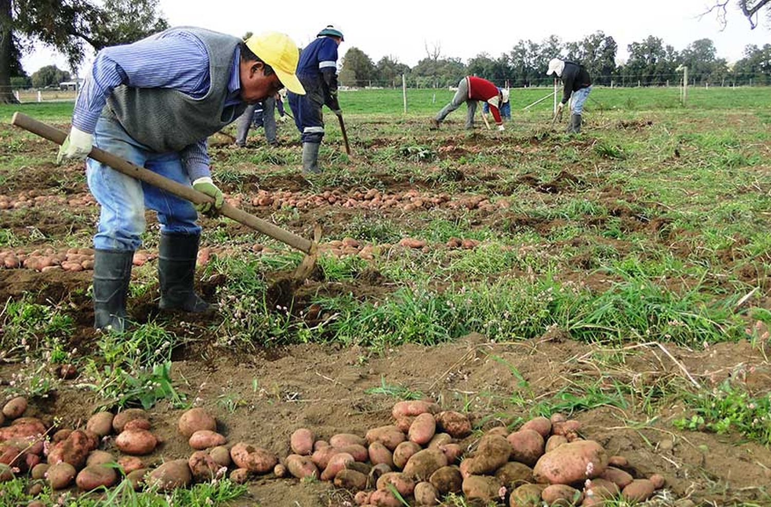La Federación Nacional de Productores desmiente desabastecimiento de papas