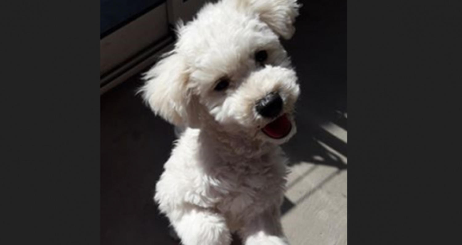 Buscan a Luna