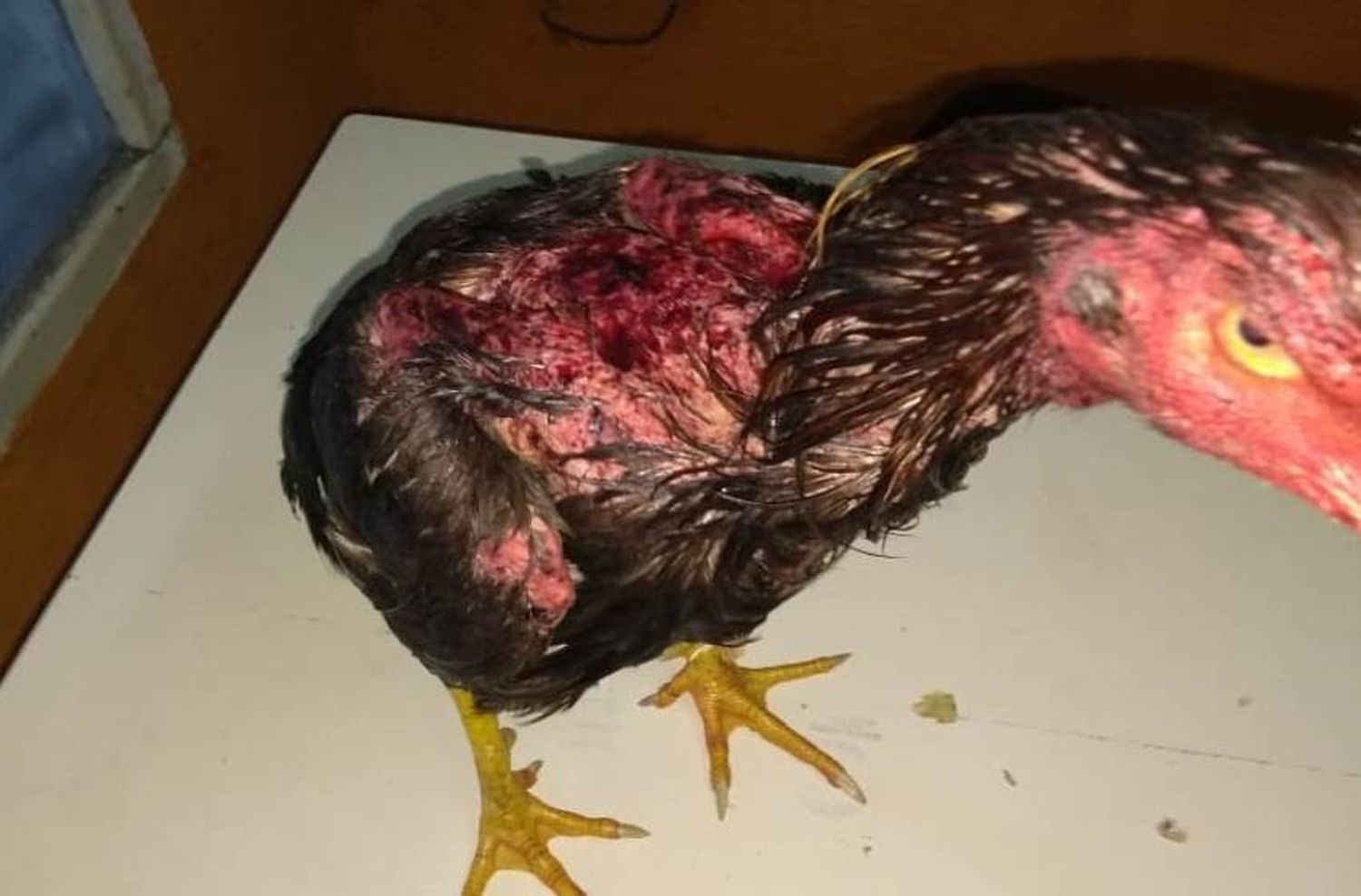 Dos aprehendidos por organizar una “riña de gallos”