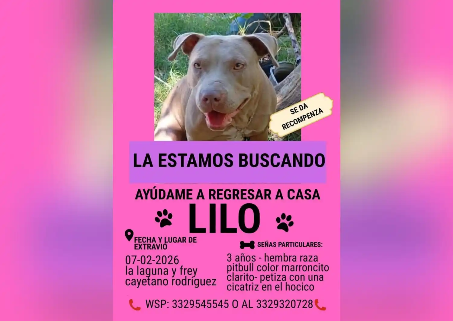 Buscan a Lilo: perra pitbull perdida en febrero