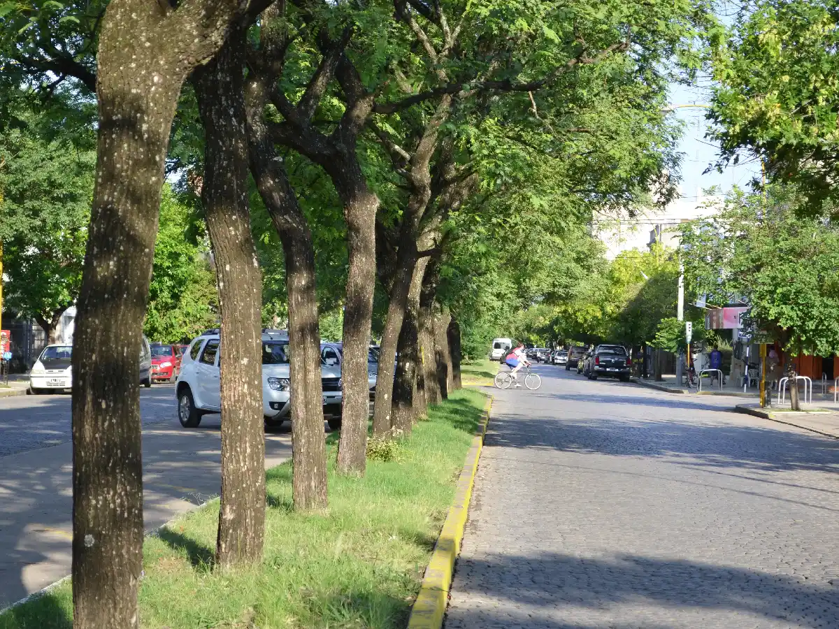 Los árboles para la vereda: lo que tenes que saber a la hora de plantar, reponer o sustituir las "plantas" del frente de casa