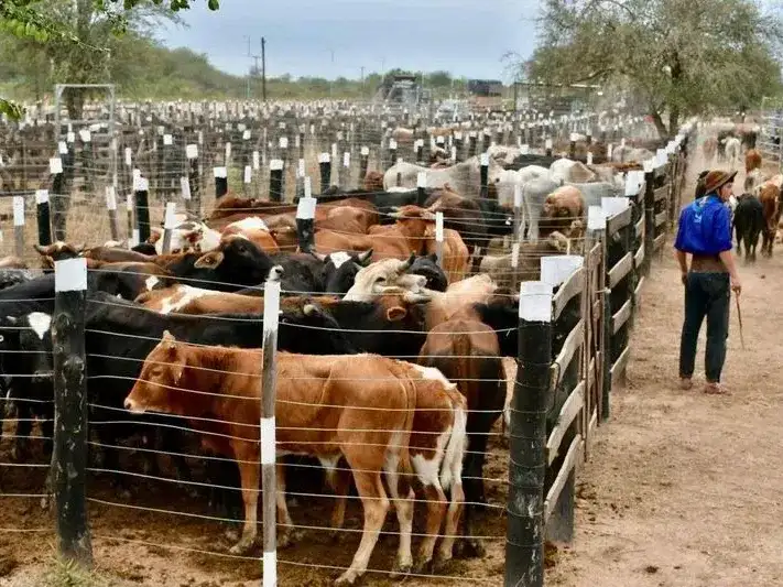 “El Niño”: recomendaciones para resguardar 
producciones agrícolas y ganaderas