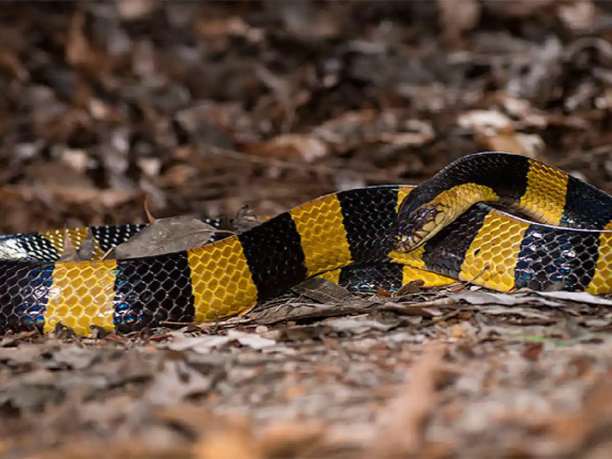 Mujer muere tras ser mordida por una serpiente comprada por Internet