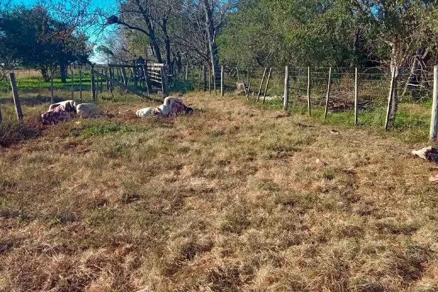 Preocupación entre productores: faenaron varias vacas en un campo a 50km de Rafaela