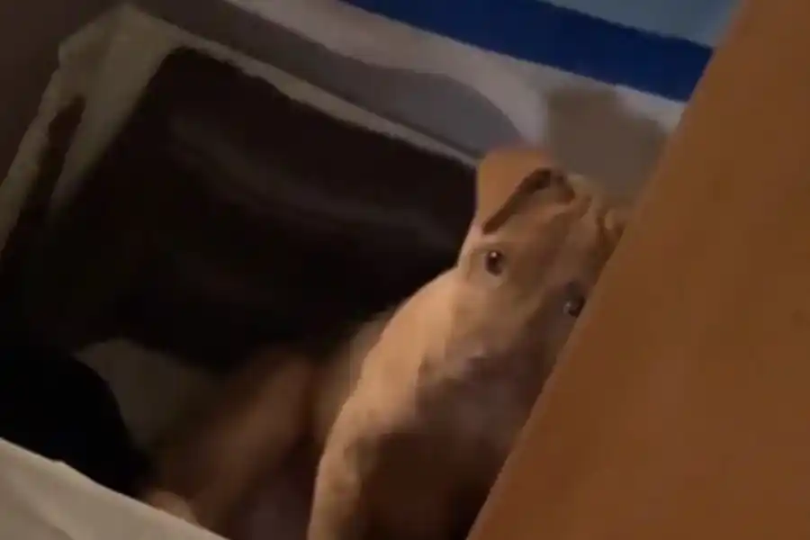 “Con cuidadito”: su cachorro la desobedeció y usó un increíble método de crianza que es furor en TikTok