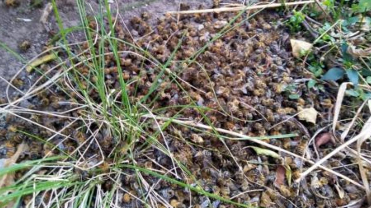 Apicultores fueron afectados por una fumigación y perdieron 250 colmenas