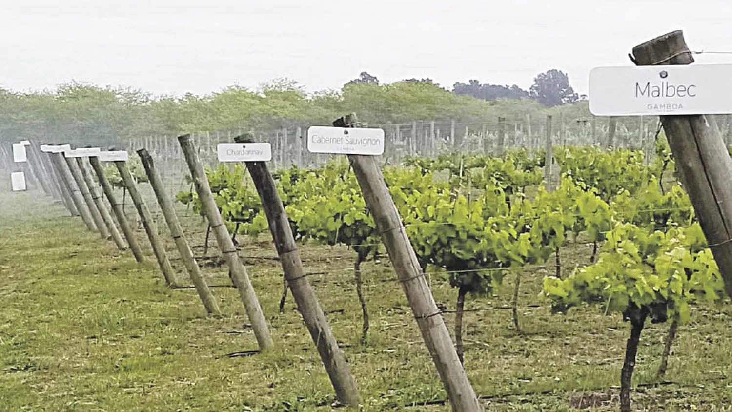 madariaga
