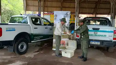 Resguardaron a un mono que deambulaba sobre la ruta 11