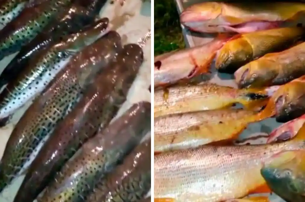 Se trataba de piezas ícticas de las cuales está prohibida su pesca con fines comerciales.