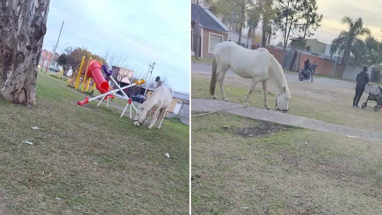 Caballos sueltos cerca de la Escuela 47