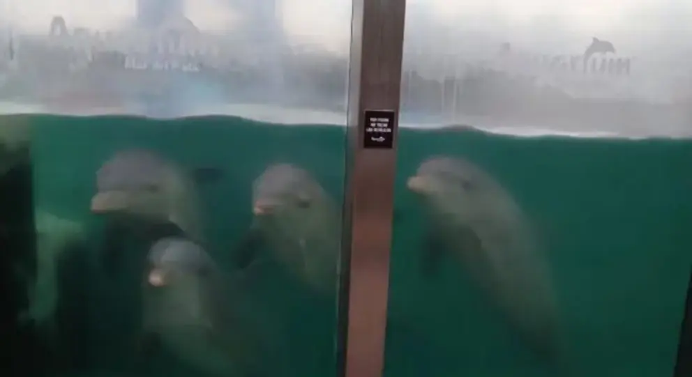 Preocupación por el estado de los delfines