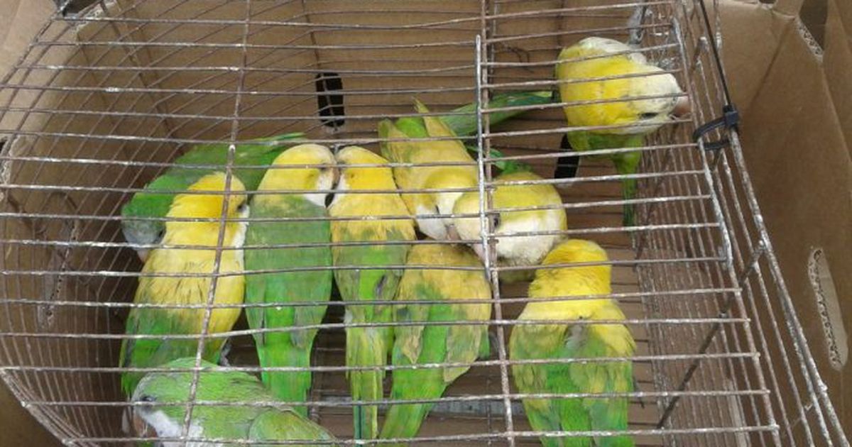 Rosario: intentaron vender loros teñidos con agua oxigenada y fueron detenidos