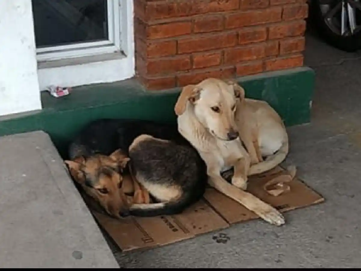 Dos perros siguieron la ambulancia donde llevaban a su dueño