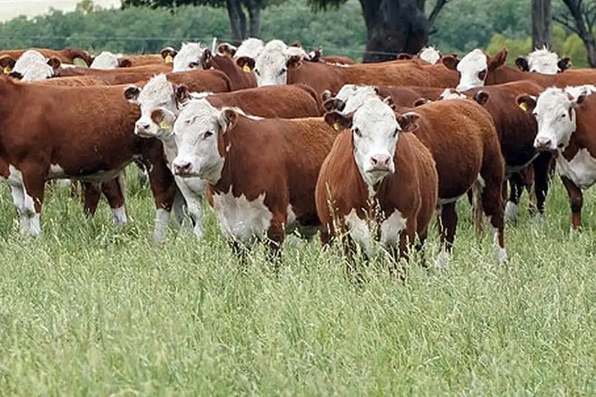 Campo Ganadería