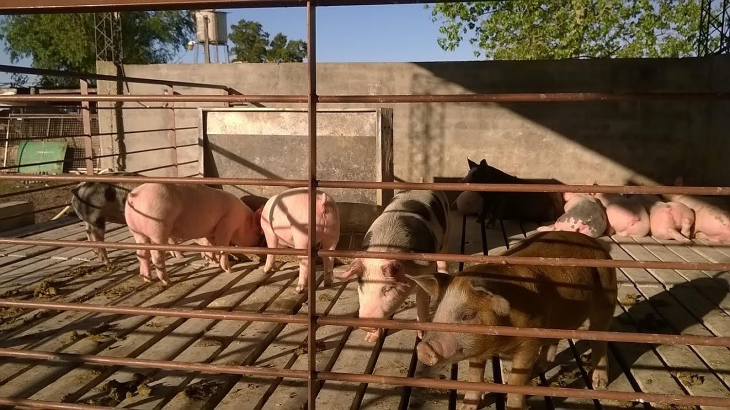 Productores porcinos advierten sobre la crisis del sector y el riesgo en el abastecimiento de carne