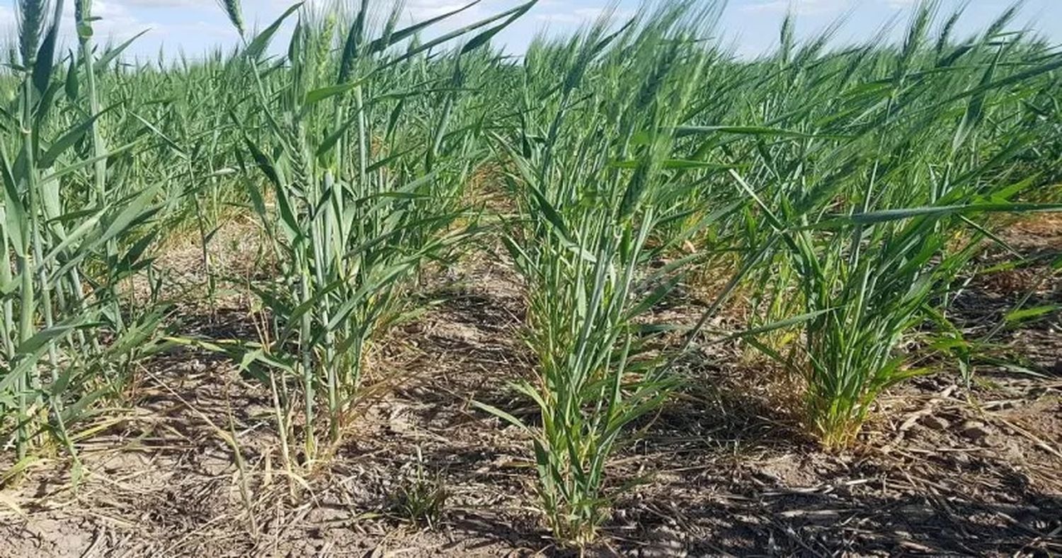 Reporte semanal del Sistema de Estimaciones Agrícolas (SEA)